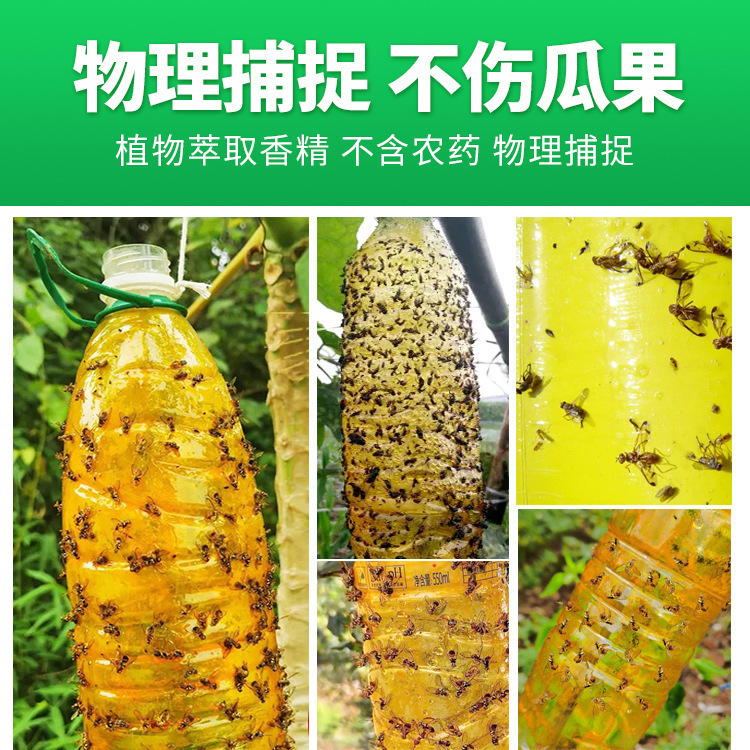 群蠅、カボチャ、ショウジョウバエ誘引粘着剤、ショウジョウバエ捕獲剤、菜園、果樹園、果樹、針蜂薬、ショウジョウバエ誘引粘着剤|undefined