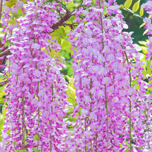 ��֪��ɫ���ٻ��������ԝ����ļ�ͥԺ�̨��픇������ٻ��ܾGֲ��