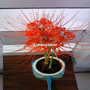 ʯ��N��˰�����N��t��ʯ�⻨�N���������ɳ�A�N�����l