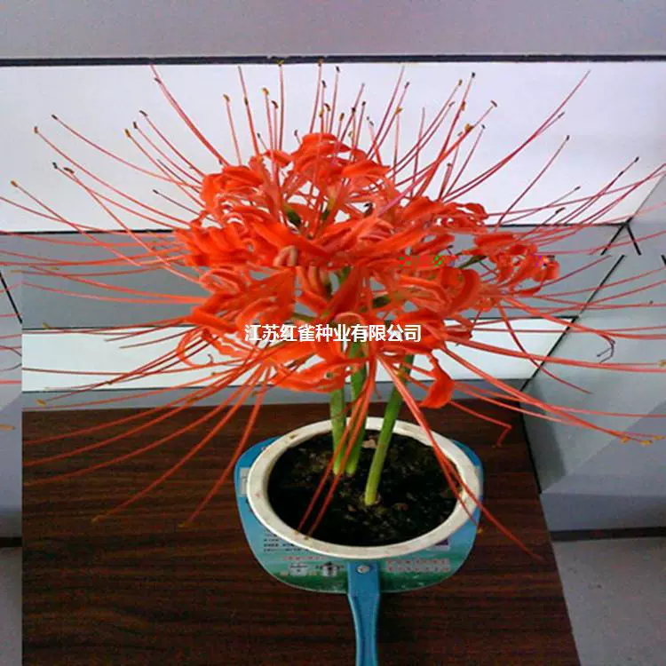 Lycoris Радиата семя мяч Бианхуа Большой семенной шар сафлор Ликорис семена луковичный корень Маньчжушахуа Семена оптом