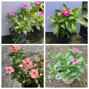 Base Wholesale Periwinkle Four-Season Potted Plant Holiday Rental Landscape Flower with Buds Green Plant Seedlings