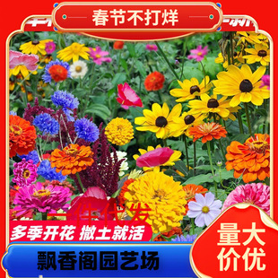 һ�����l�ļ����N��˹�ջ����׻�̫ꖻ��ܷN��Ұ���M�ϻ����ղݸ�