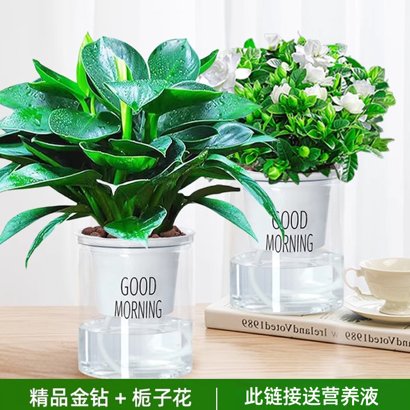 골든 다이아몬드 + 치자나무 + 굿모닝 대야 2개 + 영양액