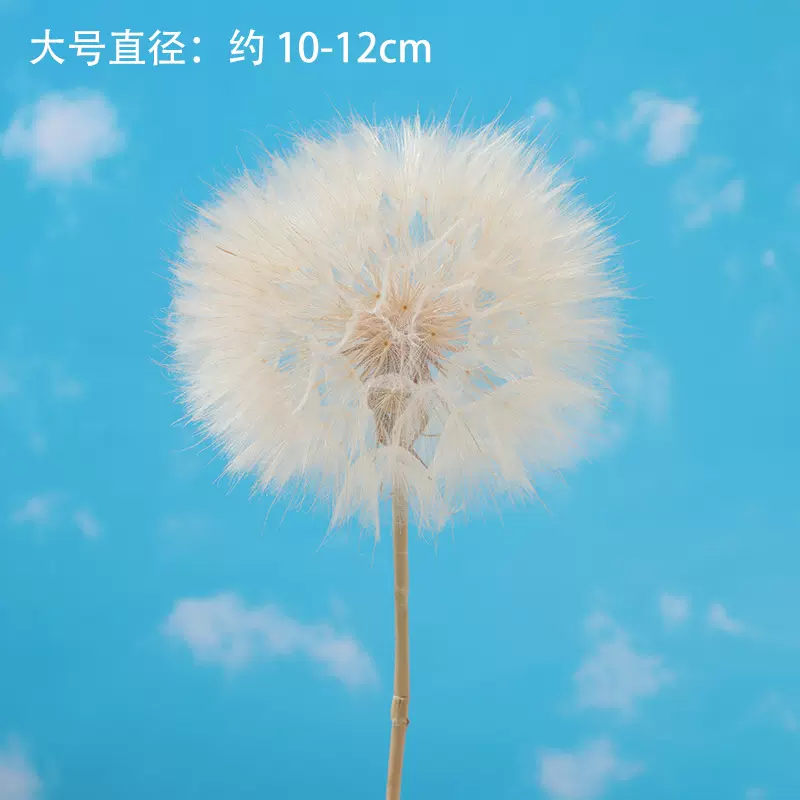 巨形蒲公英干花永生花滴胶原材料diy装饰花创意插画花瓶拍照道具