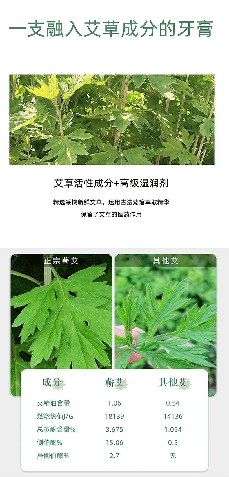 Qichun Mugwort Toothpaste with Ai Cao 120g Herbal Oral Care for Daily Teeth Cleaning in use