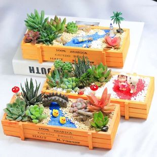 Succulent Plant Combination Potted Package Succulent DIY Micro-Landscape Materials Include Pots with Soil Indoor Green Plants