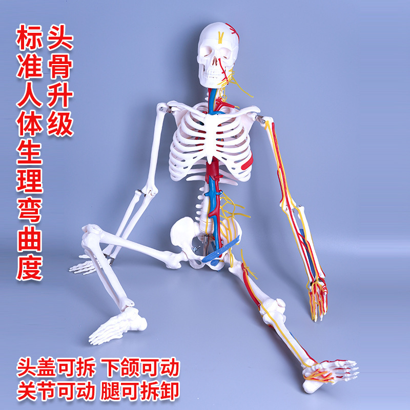 Physiological realistic removable skeleton, medicine toy, human bone