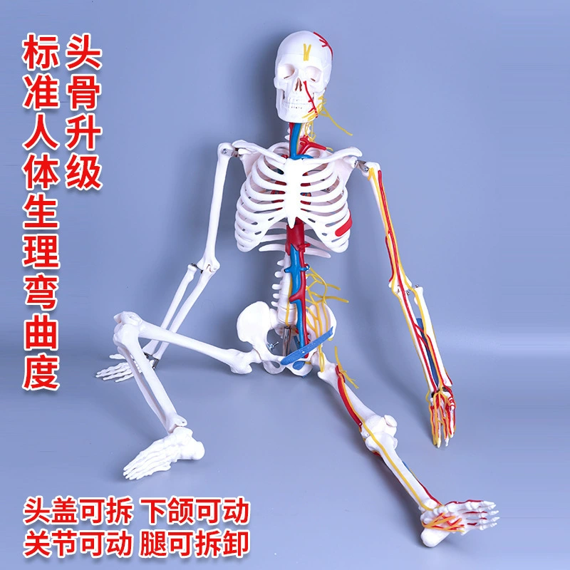 Physiological realistic removable skeleton, medicine toy, human bone