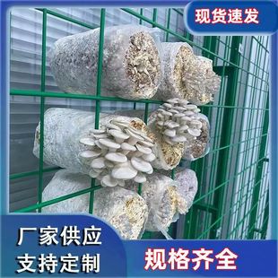 Mushroom net rack edible mushroom producing rack mushroom room culture rack greenhouse Pleurotus ostreatus Pleurotus eryngii barbed wire mushroom planting rack