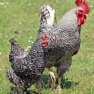 �r�Ұ��Ó���J���u�u�����ɢ�B���N�����J���u�����J���u��ĸ