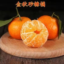 金秋沙糖桔苗砂糖橘树苗正宗早熟砂糖桔苗嫁接柑橘苗四川果苗销