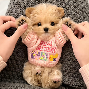 �����·���Ȯ��؈С̖�̽�ë���ﶬ�ů�R��̩��؈�̹�������