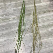 ������ѿ�Gֲ���������ٻ����ϻ����~��֦�l�Gֲ�[���b�ˇ���l