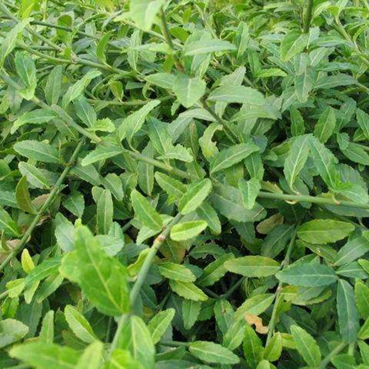 Прямые продажи базовых растений для залежей, плюща с мелкими листьями, лазающих вьющихся растений, саженцев для ландшафта двора, скидки на большие объемы.