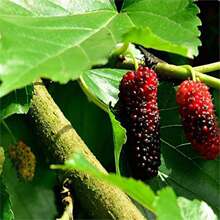 新采桑树种子果桑桑葚种子桑枣树种子桑枣树种子家桑