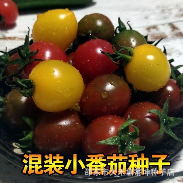 Colorful tomato seeds tomato seeds colorful cherry tomatoes small…
