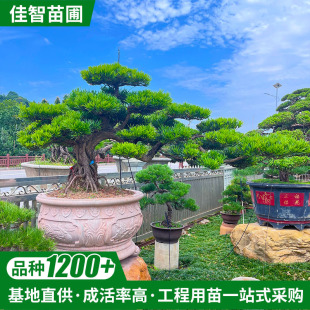 ���ϷNֲ�������辰б�h��녰����̓���ӭ�����L�h�_�h�ɬF؛���l