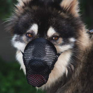 Cross-Border New Dog Muzzle Mesh Breathable Dog Mask Safety Anti-Strangle Dog Muzzle Anti-Barking Anti-Bite Mouth Mask