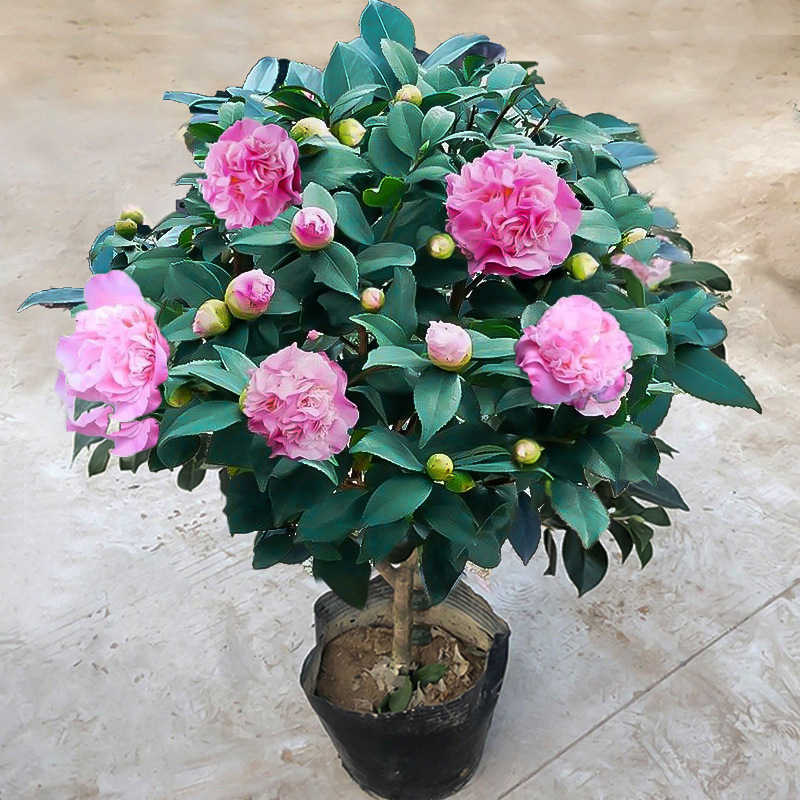 东方亮白色茶花盆栽纯白水晶白好养的茶花苗室内四季庭院别墅花卉