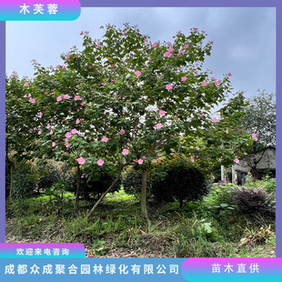 ľܽ�سɶ���Ʒ���Uľܽ����ľ���l�����е��乫�@�@�־G������