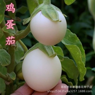 ���ӷN���u���шA�Ѱ׹�����ɫ�����ļ��Ϲ��߲˷N���̨����