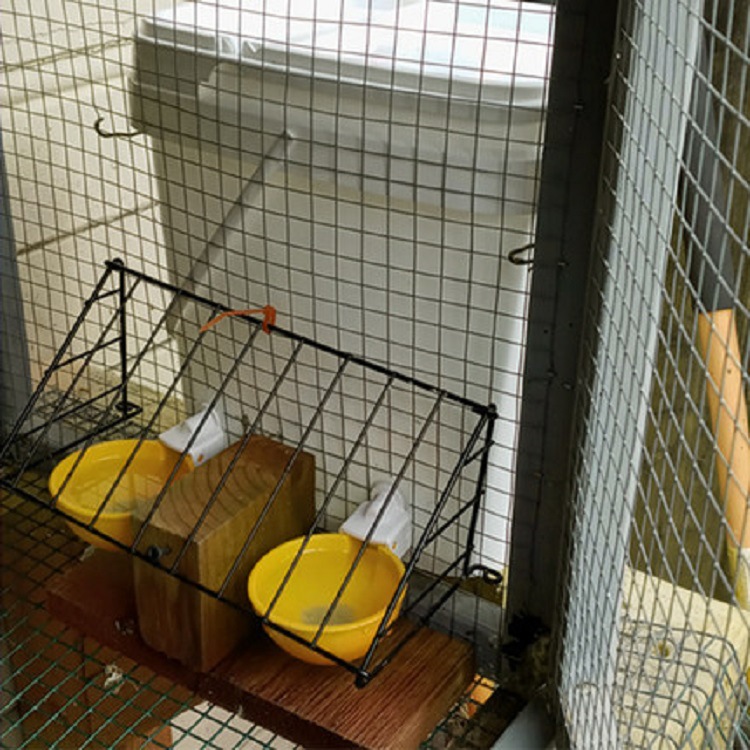 Gran pollo pato ganso bebedor automático tazón paloma codorniz alimentación beber tazón aves de corral automático beber colgando