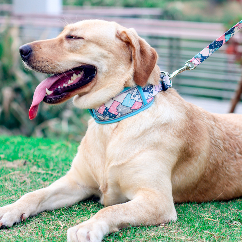 寵物狗狗圈狗脖圈大型犬小型犬印花泡棉寵物狗戶外訓練牽引頸圈項