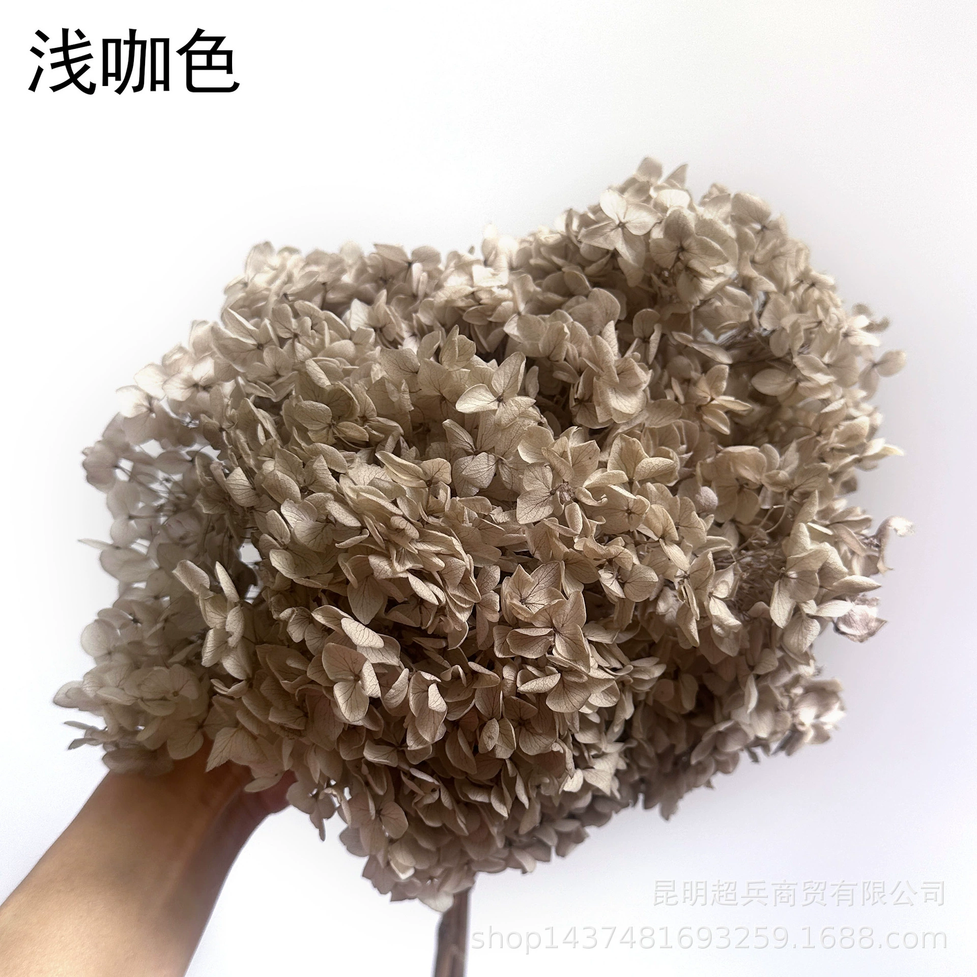 [Вечная Life Flower Hydrangea] Анна Градиентный цвет Лист Hydramid Книга цветов оптом DIY цветочная коробка материал для просмотра