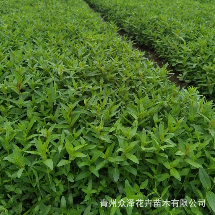 Оптовые озеленение водных растений Цинчжоу питомник база снабжения Multi-Bud под открытым небом селадин-амфибия