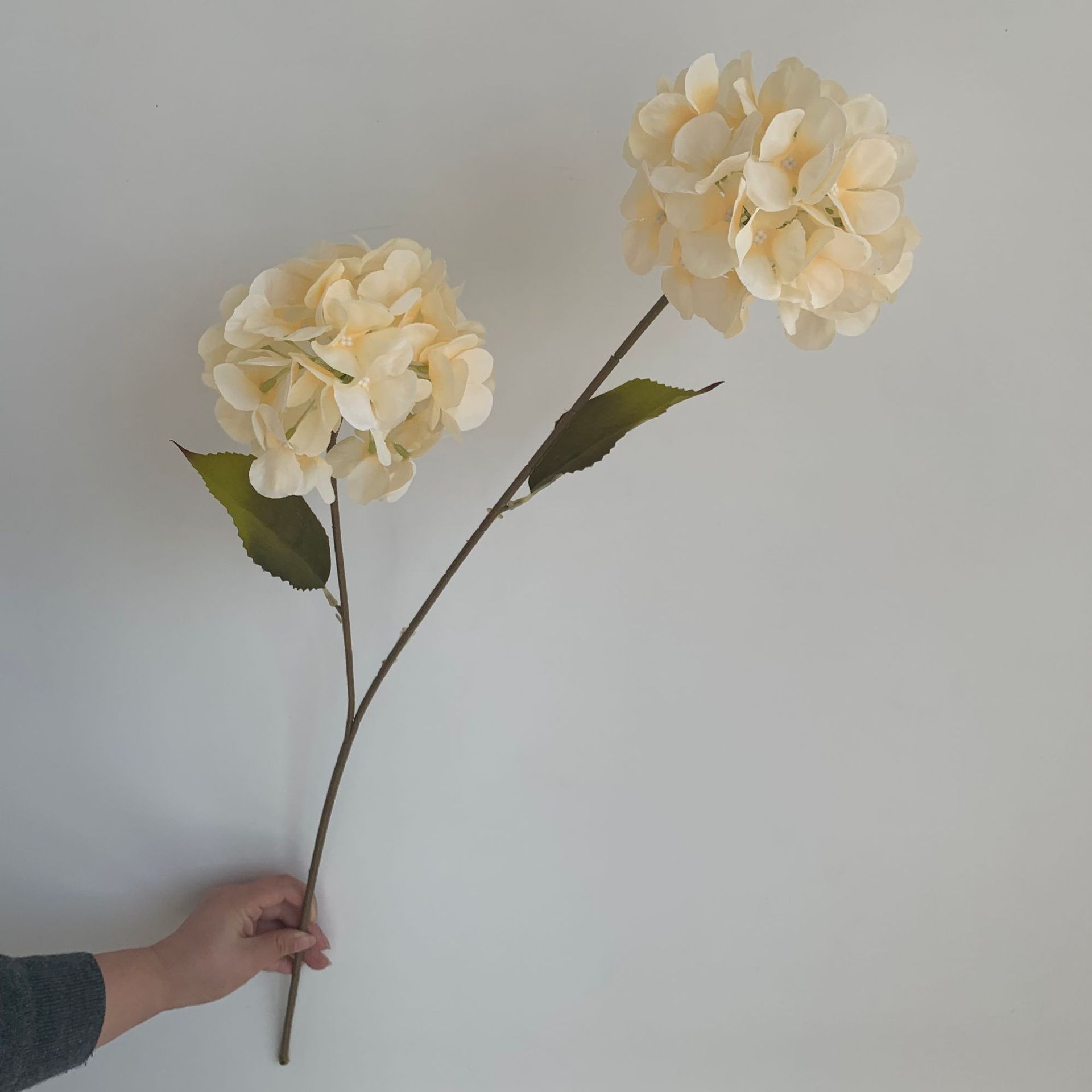 샴페인 (잎 없음)