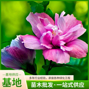 ��ɫϵ�G�h�໨���� �G������ͥԺֲ�����Ȼ��� �o�¾G��ľ�Ș���