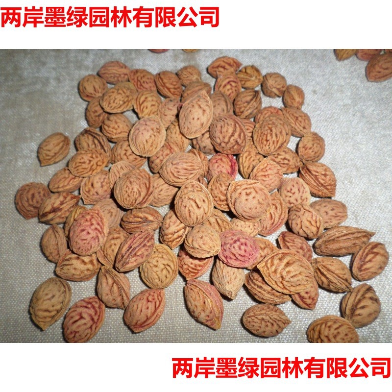批发山桃种子毛桃核新采山桃树种子毛桃核桃可做嫁接果树人工挑选