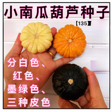 天津疙瘩葫芦莲花油锤文玩种嘴手瓠子盆栽籽八宝头大瓢捻小南瓜小
