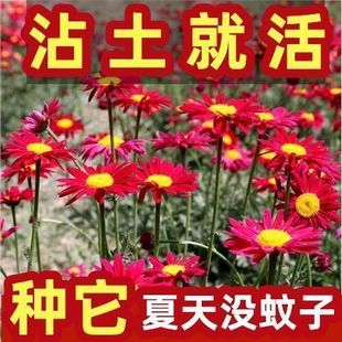Kill Seeds Seeds Flower Mosquito Insect Anti-Insect Summer Mosquito Pyrethrum Flower Seeds Chrysanthemum
