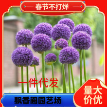 一件代发大花葱种球荷兰进口耐寒球根盆栽花风信子棒棒糖阳台庭院