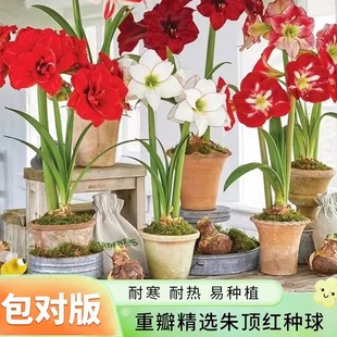 ���`��피t���m�M���ذ���피t�N������������^��ֲ�����Ի���