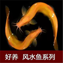 泥鳅苗淡水观赏鱼缸黄金泥鳅金龙鳅鱼缸清洁鱼练手鱼苗好养包活