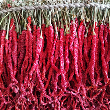 2024贵州特产大方皱椒农家干辣椒种子线椒鸡爪辣红辣椒500g包邮