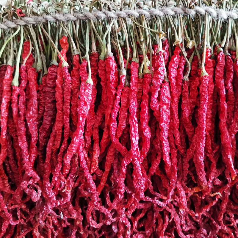 2024贵州特产大方皱椒农家干辣椒种子线椒鸡爪辣红辣椒500g包邮