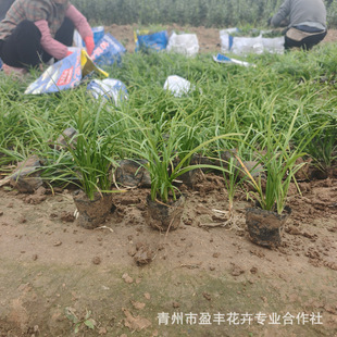 Wholesale Phnom Penh Broad-Leaf Ophiopogon Japonicus, Dwarf Ophiopogon Japonicus, Fine-Leaf Ophiopogon Japonicus, Yulong Grassland, Large Planting Quantity, Large Discounts, Complete Varieties