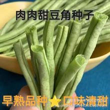 超好吃肉肉甜豆角种子大肉糯米长豆角春夏秋播长豇豆易种蔬菜种子