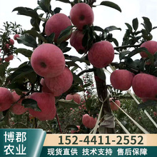 基地出售煙富6號 眾誠一號蘋果苗 3公分以上蘋果樹 當年結果