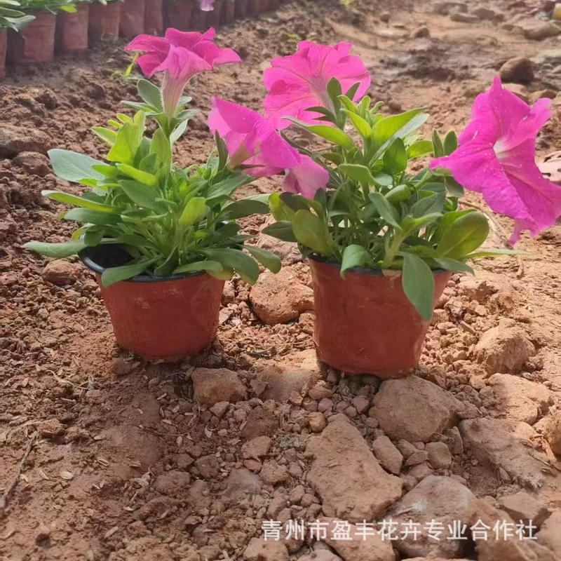 微信图片_20250320135019