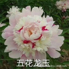 ĵ���N���ļ��_���׻��҃��⻨������ͥԺِĵ���ذ���ș���ѷN��