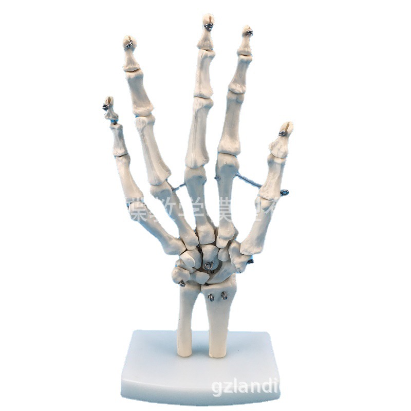 ���� �ֹؽ�ģ�� �ֹǳ߹Ǻ����ģ��������� ���ƹ���ģ��