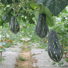 香芋南瓜种子孑春季夏秋季爬藤四季香芋味甜糯板栗迷你小南瓜种籽