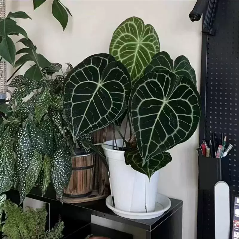 Кристаллическая свеча-цветок Клейн в горшке, тропическое растение Риджент, в форме сердца, с большими листьями, простое в уходе комнатное растение для гостиной и балкона.