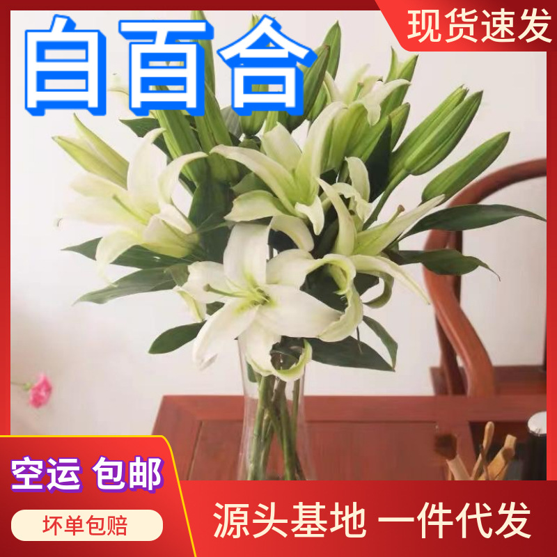 白色香水百合花云南基地鲜花直批家用摆摊百合花花材批发一件代发