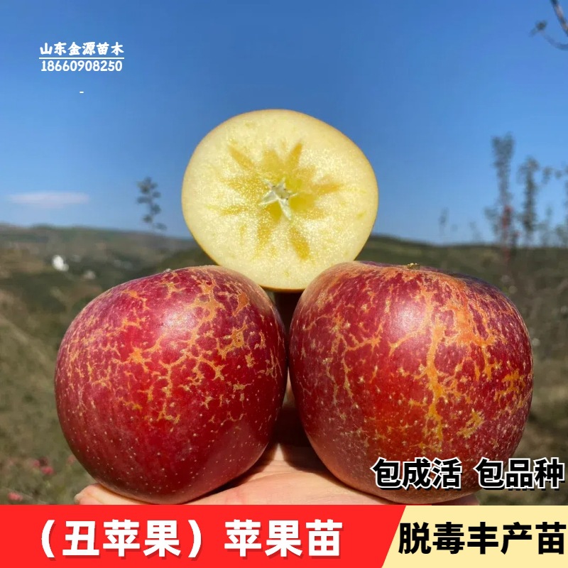 云南昭通丑苹果树苗冰糖心嫁接苹果苗南方北方种植盆栽地栽果树苗