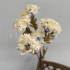 Шампань (маленькое солнце)